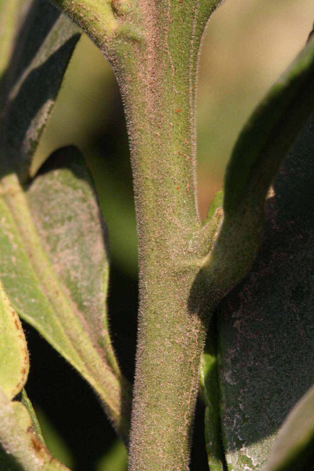            First year twig (Riverside, CA)   